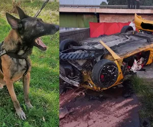 Pies tropiący przeszuka wrak auta syna Sylwii Peretti. Ma specjalne zadanie. Biegli zbadają nawet poziom tuningu renaulta