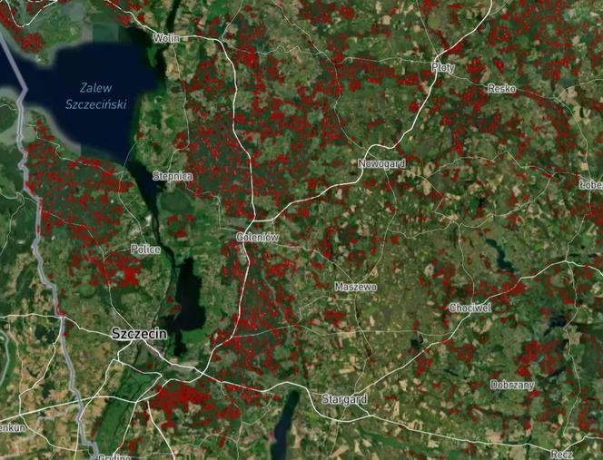 Wycinka lasów w Szczecinie i regionie 