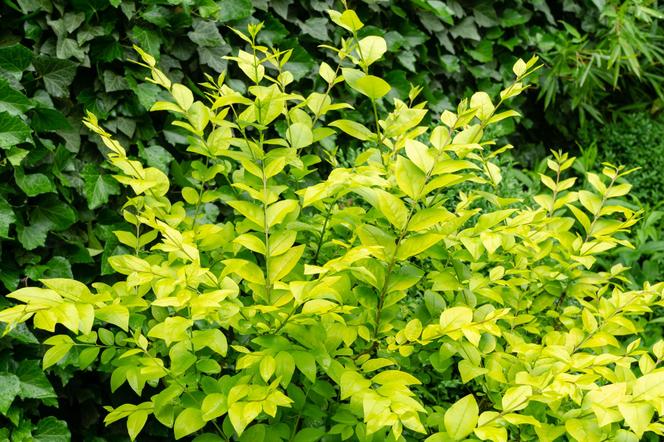 Ligustr 'Vicaryi' = ligustr Gibbsa - Ligustrum 'Vicaryi' (Ligustrum vicaryi)