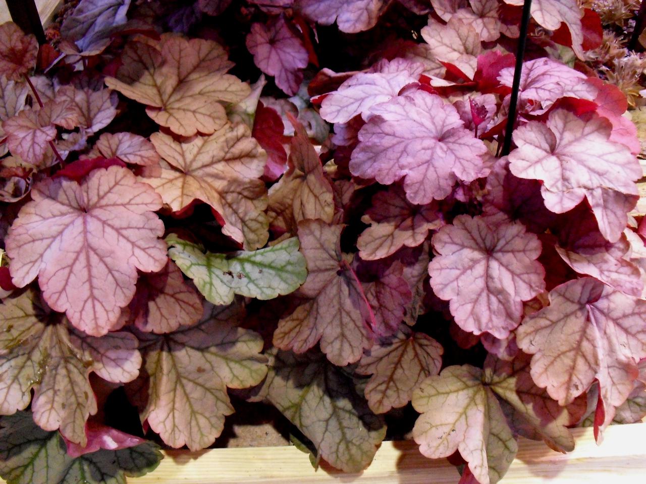 Żurawka ‘Vienna' - Heuchera ‘Vienna'