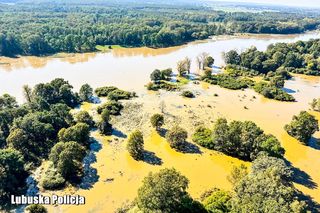 Powódź w Polsce. Odra w Cigacicach przekroczyła stan alarmowy o 2,5 metra! 