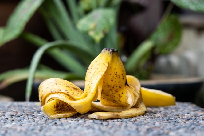 Nawóz ze skórek bananów