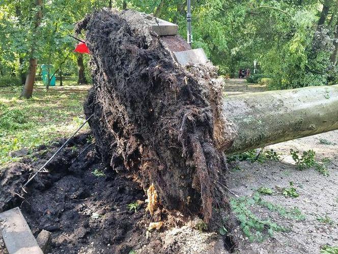 Burza w Wielkopolsce. Powalone drzewa zablokowały wiele dróg w Pile 