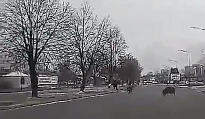 Dziki zaatakowały mężczyznę w centrum miasta. Musiał uciekać przed rozjuszonym stadem [ZDJĘCIA, WIDEO]