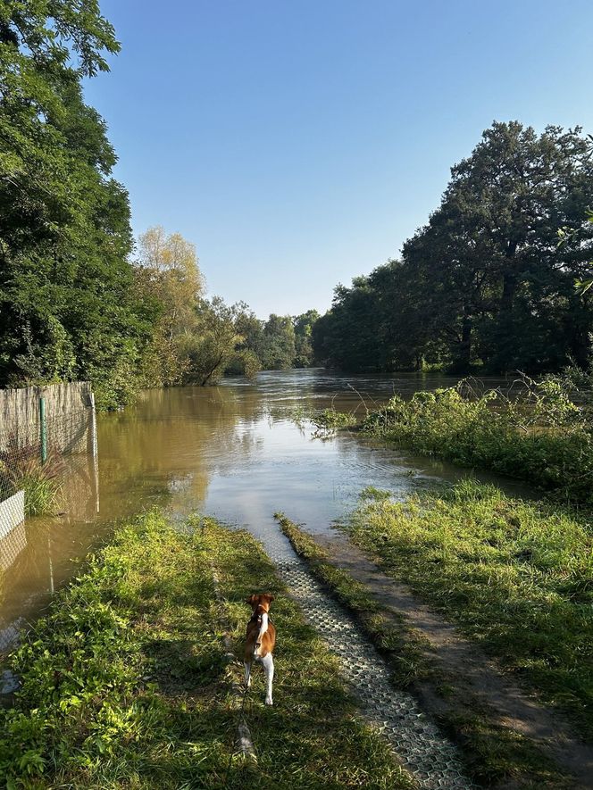 Wrocław walczy z wielką wodą. Rzeka wylewa na Stabłowicach, ludzie układają worki z piaskiem 