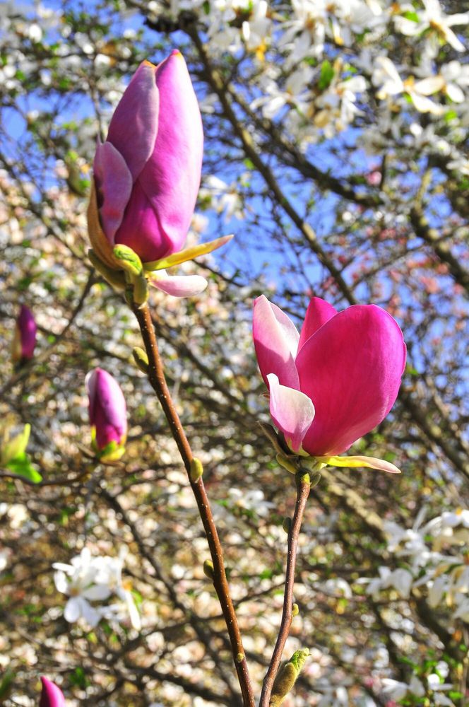 Festiwal Hanami w Powsinie. Celebruj wiosnę w japońskim stylu 