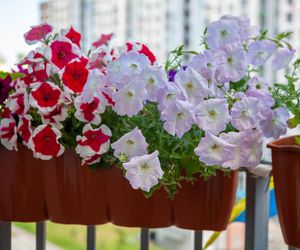 Kwiaty na słoneczny balkon