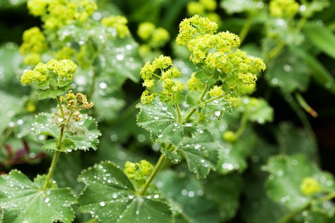 Przywrotnik ostroklapowy (Alchemilla mollis)