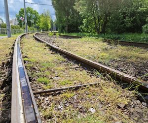 Torowisko tramwajowe na Babiej Wsi w Bydgoszczy zarośnięte chwastami. Tramwaje zniknęły stąd lata temu