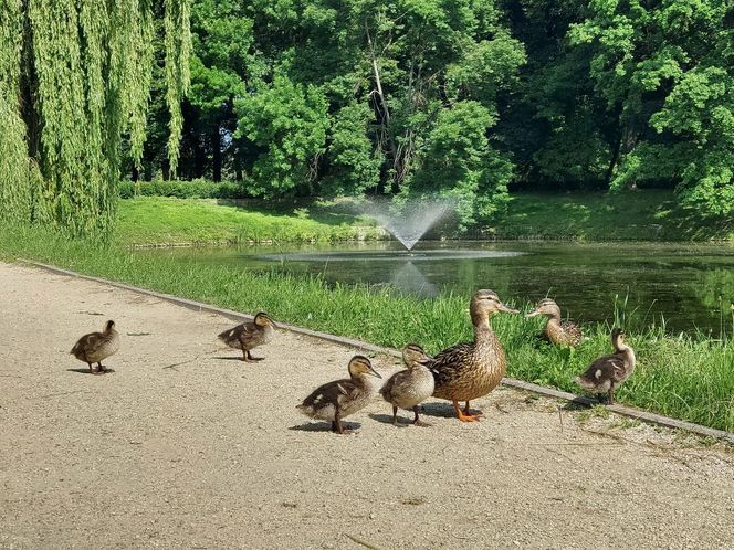 Park Miejski w Zamościu