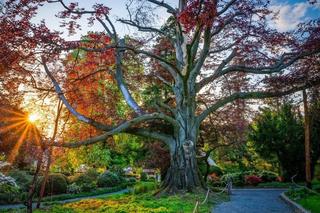 Serce Ogrodu z Arboretum w Wojsławicach z wielkim wyróżnieniem