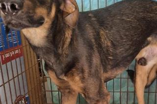 Ktoś porzucił psa nad rzeką. Zwierzak był przywiązany i przerażony