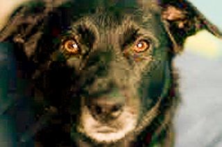 Pan Janusz widział, jak wilk rozszarpał ukochanego psa Cezara