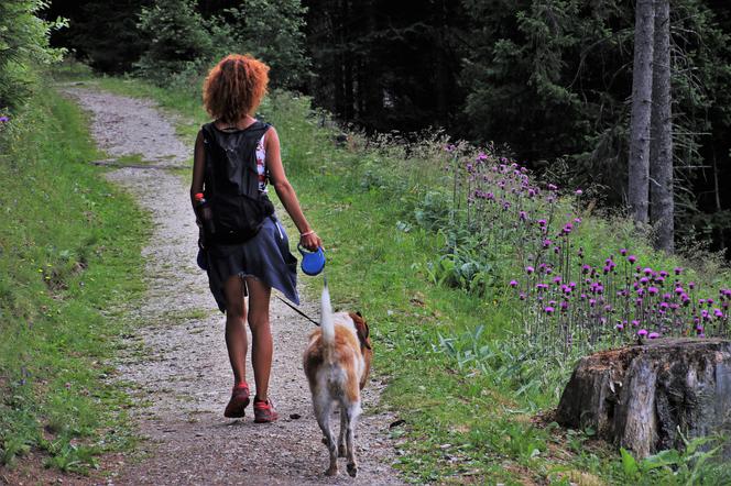 Kolejny dogtrekking na Sądecczyźnie. Wystartuj ze swoim czworonogiem