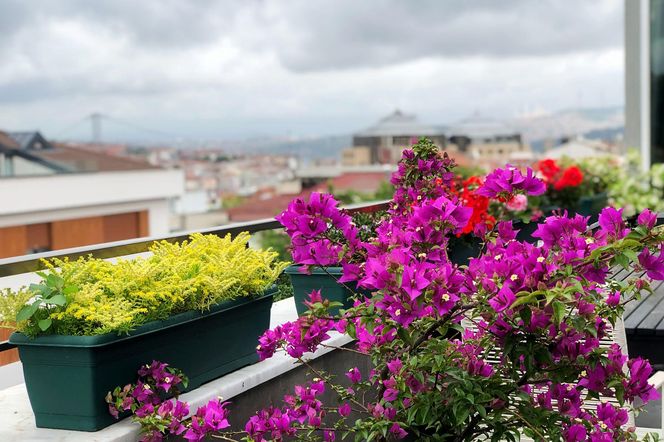 Balkon pod koniec lata
