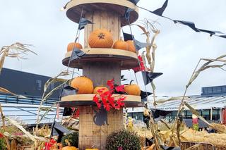 Dyniowy ogród na dachu Galerii Północnej w Warszawie