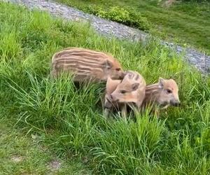 Zobaczcie tylko, co oni robią! Nagranie znad Wisły niesie się po sieci. Chwile grozy podczas rodzinnego pikniku