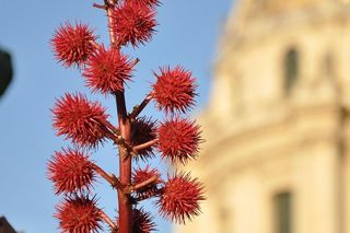 Polacy coraz częściej sadzą ją w ogrodzie. Nie wiedzą, że jest bardziej trująca od cyjanku! 