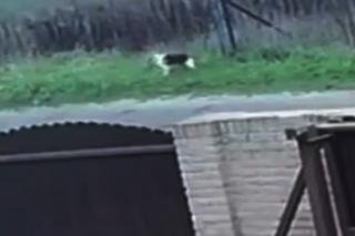 Porzucili psiaka na oczach córeczki. Szokujące sceny w Inowrocławiu