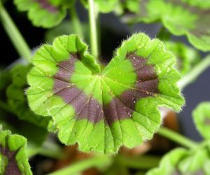 Ogrodnik z Liroy Merlin pokazał, jak zwalczać rdzę w pelargoniach. Mieszam te składniki w proporcjach 1:1:5 i pryskam.  Domowy oprysk, który usuwa rdzę z pelargonii 