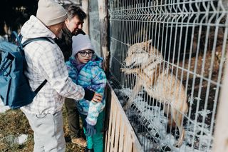  Dziewczynka z Hospicjum Cordis spełniła swoje marzenie. Janeczka poznała się z wilkami 