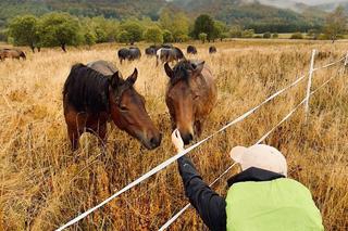 Mimo deszczu turyści odwiedzają Bieszczady