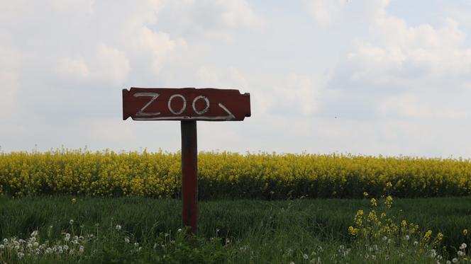 Pomysł na wycieczkę niedaleko Lublina? Zoo w Wojciechowie to idealny kierunek!