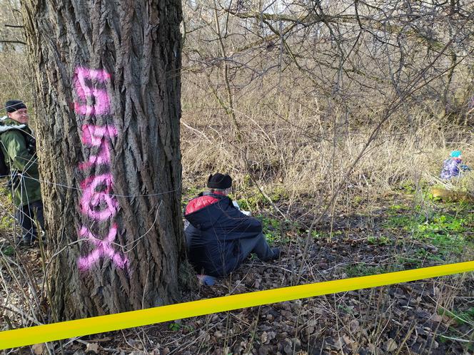 "Zostaniemy tu do marca". Aktywiści w obronie drzew nad Wisłą