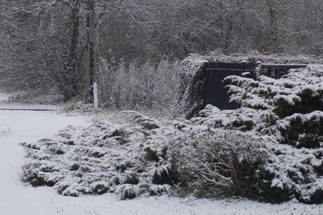 Zima w Świętokrzyskiem. Skarżysko-Kamienna (22.11.2024)