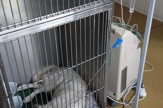 Potwór strzelił do psa. Zwierzę umierało samotnie w przydrożnym rowie. Trwa walka o jej życie