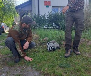 Ich mama została rozjechana przez samochód. Trójka maluszków błąkała się po okolicy