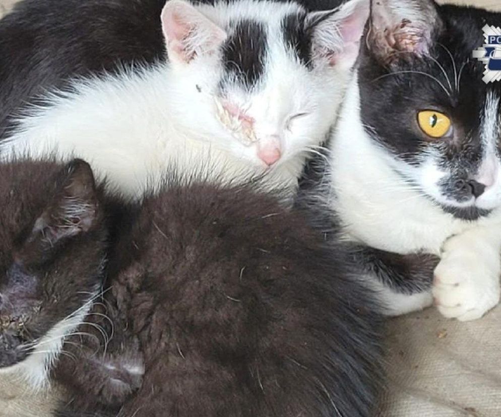 Weszli do środka budynku i zamarli. W środku konały koty, jeden nie przeżył