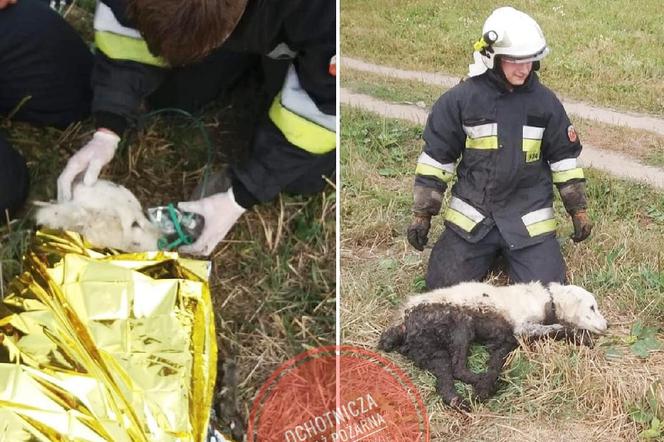 Strażacy uratowali psa uwięzionego w bagnie