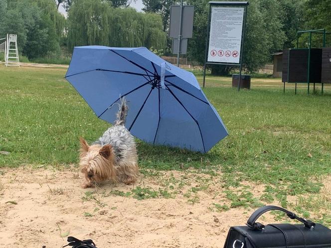 Plaża w Wąsoczu jest piękna, choć na chwilę obecną... bardzo brudna