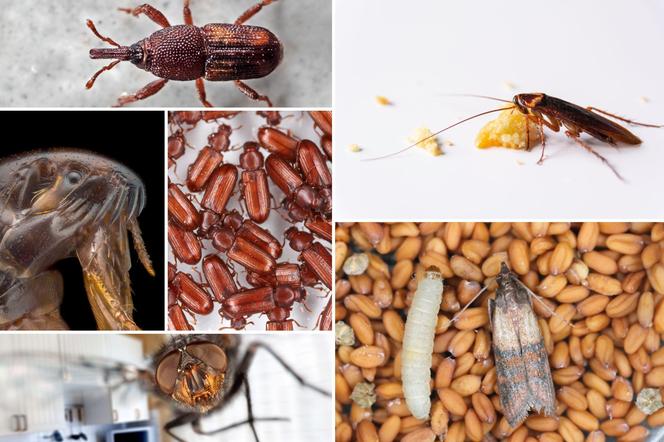 Te robaki goszczą w naszych domach. Jak się ich pozbyć?