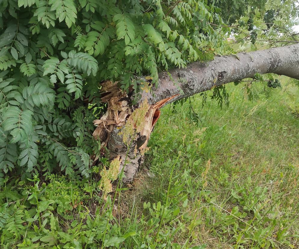 Burze, wichury i grad. IMGW ostrzega mieszkańców