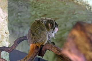 Tamaryna cesarska przyszła na świat w gdańskim zoo