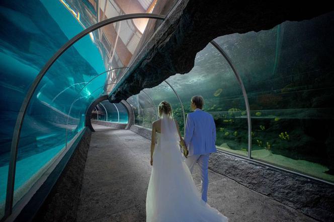 WOŚP 2022. Ta licytacja zrobiła w Łodzi furorę! Ile za ślub w podwodnym tunelu Orientarium?
