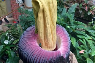 Dziwiło olbrzymie w rozkwicie