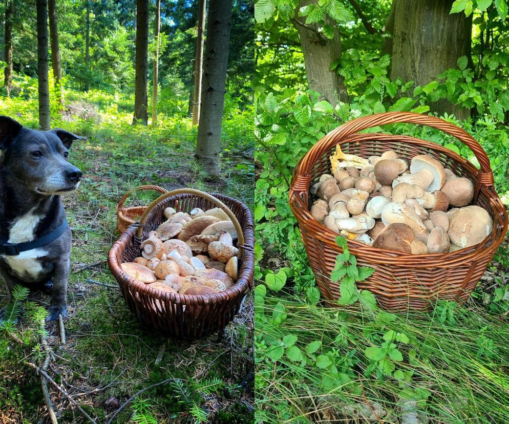 Lubelscy grzybiarze chwalą się swoimi zbiorami. Przepowiadają, że wysyp dopiero przed nami. Zobaczcie zdjęcia!