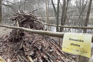 Ochrona żab na Barbarce