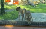 Nowa atrakcja zoo we Wrocławiu otwarta. Zobacz lwice na wybiegu 