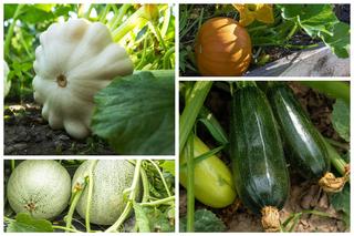 Warzywa dyniowate, które warto uprawiać w ogrodzie