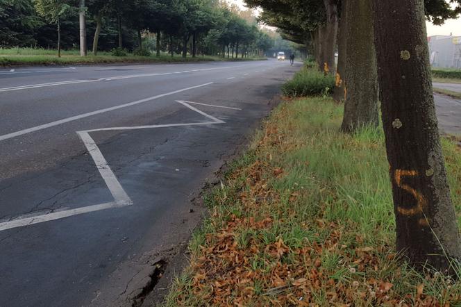 Co z drzewami na Fabrycznej? Miasto wciąż czeka na zgodę na wycinkę 