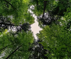 Lasy w województwie kujawsko-pomorskim jak z baśni Andersena. Te miejsca trzeba zobaczyć [GALERIA]