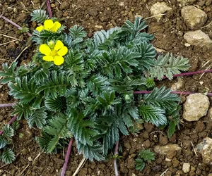 Pod żadnym pozorem nie wyrywaj tego chwastu z ogrodu. To on przyciągnie sukces i bogactwo. Przesądy ludowe o roślinach