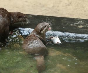 Pokazowe karmienia w Orientarium Zoo Łódź