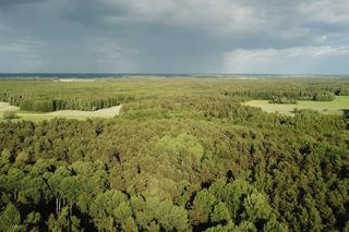 Mieszkańcy posprzątają Las Turczyński. Tak Stowarzyszenie Okolica walczy o las