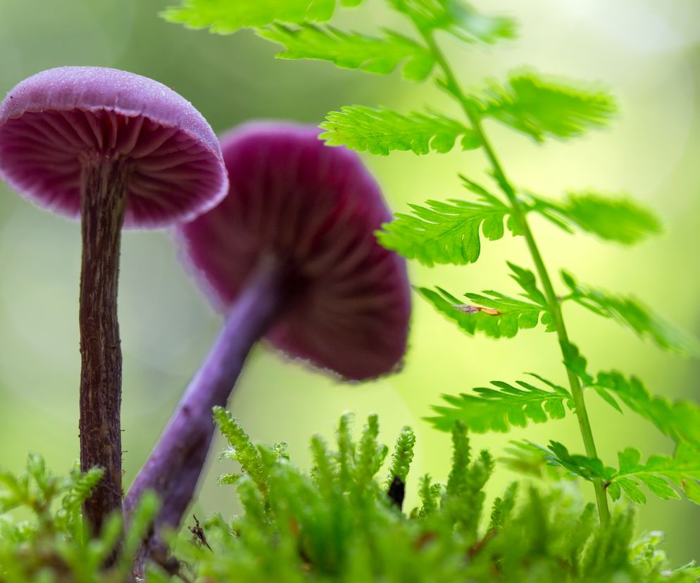 Fioletowy grzyb
