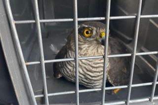 Ranny jastrząb leżał na ulicy w Świdniku